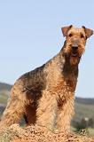 AIREDALE TERRIER 179